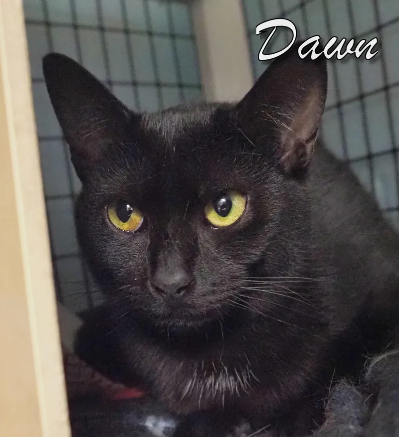 Bunny And Dawn thumbnail 6