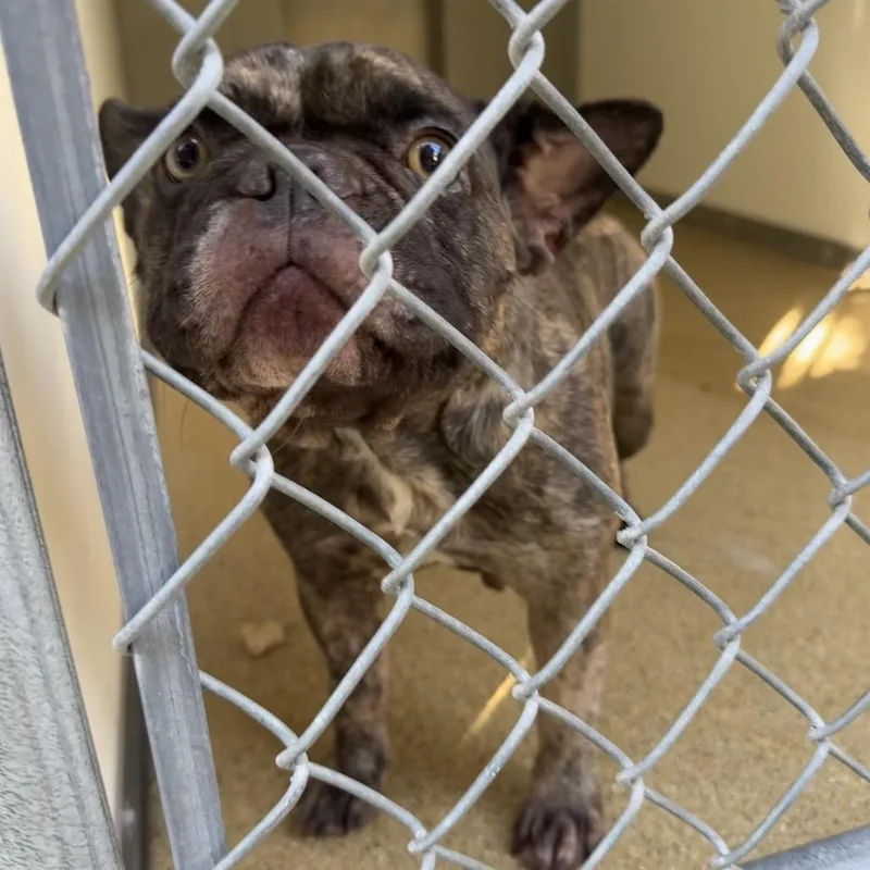 An adult small-sized female French Bulldog dog named Mocha for adoption in Pekin, IL