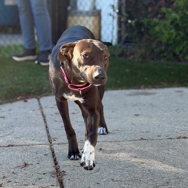 A young medium-sized female Mixed Breed dog named Basil for adoption in Indianapolis, IN
