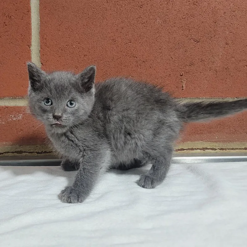 A baby small-sized male Gray / Blue / Silver Domestic Short Hair cat named Griffen for adoption in Cabot, AR