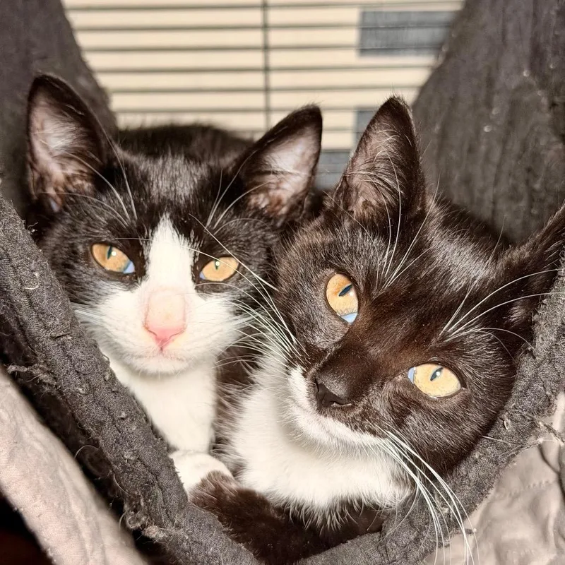 A baby small-sized male Black Domestic Short Hair cat named Apollo for adoption in Bayside, NY