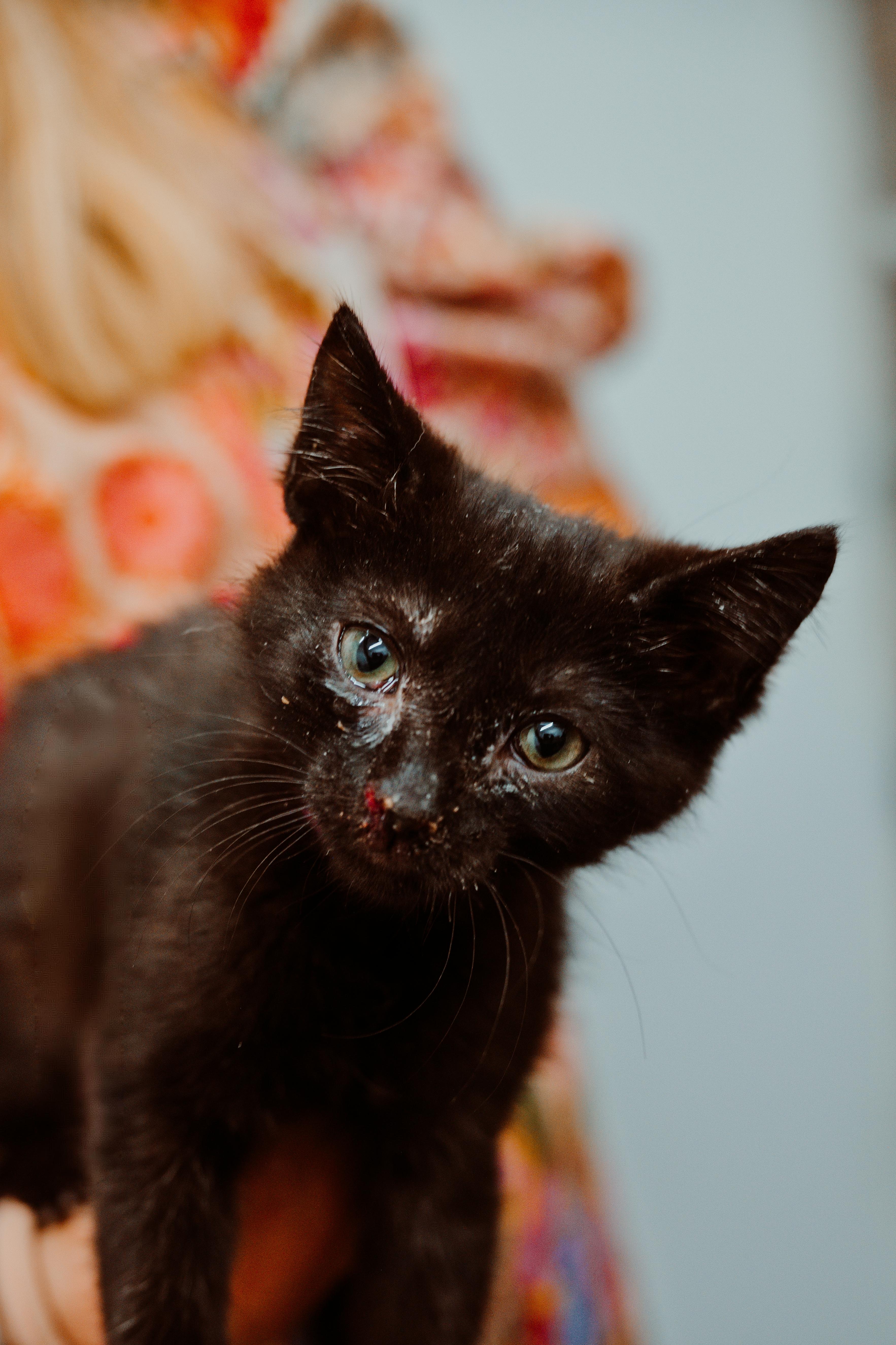 A baby medium-sized female Domestic Short Hair cat named Catarina for adoption in Le Mars, IA