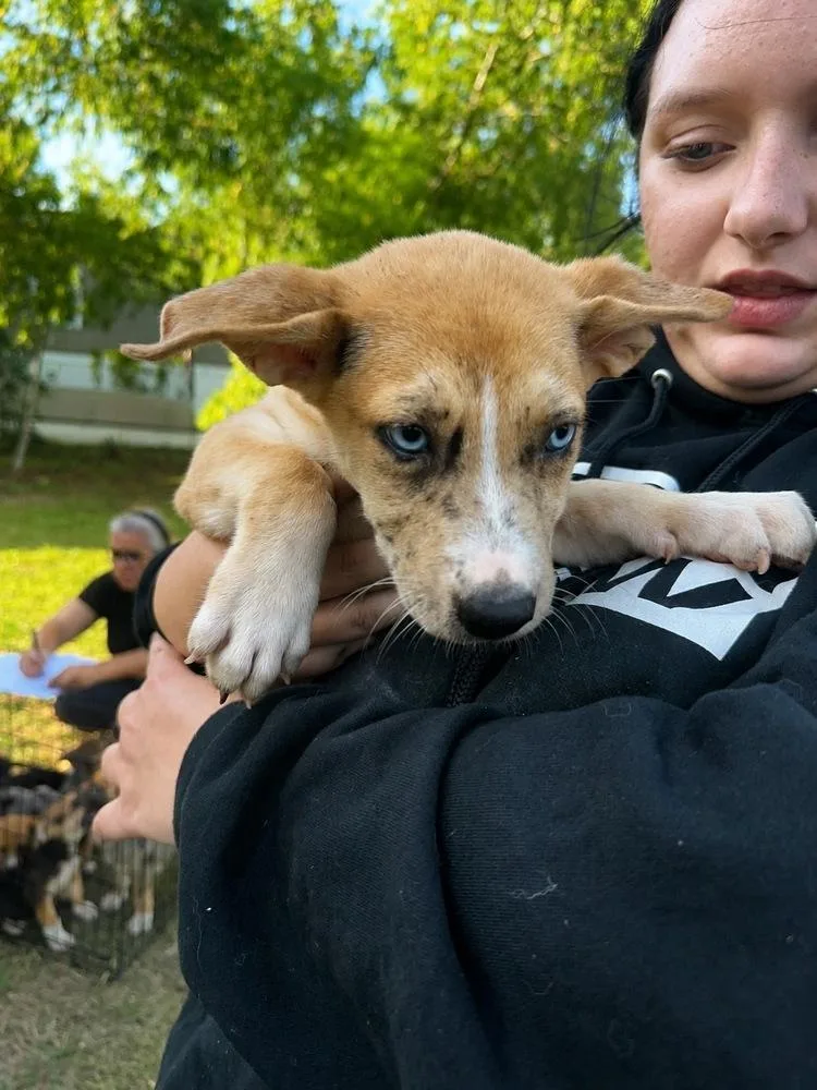 A baby small-sized female White / Cream Shepherd dog named Marigold for adoption in Leverett, MA