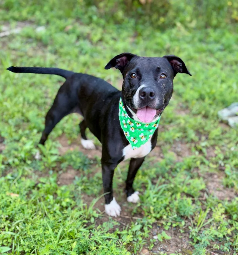 An adult large-sized female Mixed Breed dog named Xena for adoption in Ellijay, GA