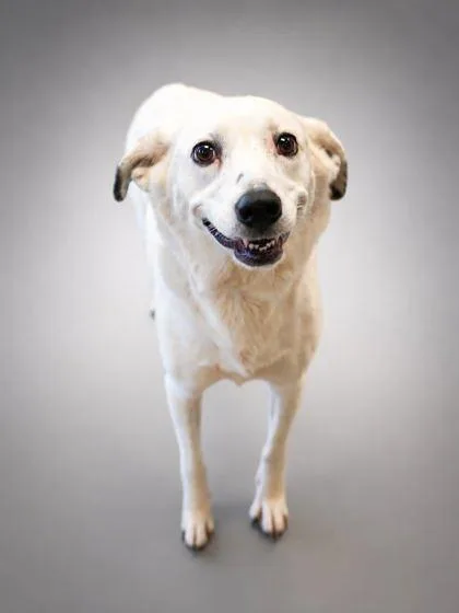 An adult medium-sized female Australian Shepherd dog named Nova for adoption in Bowling Green, KY