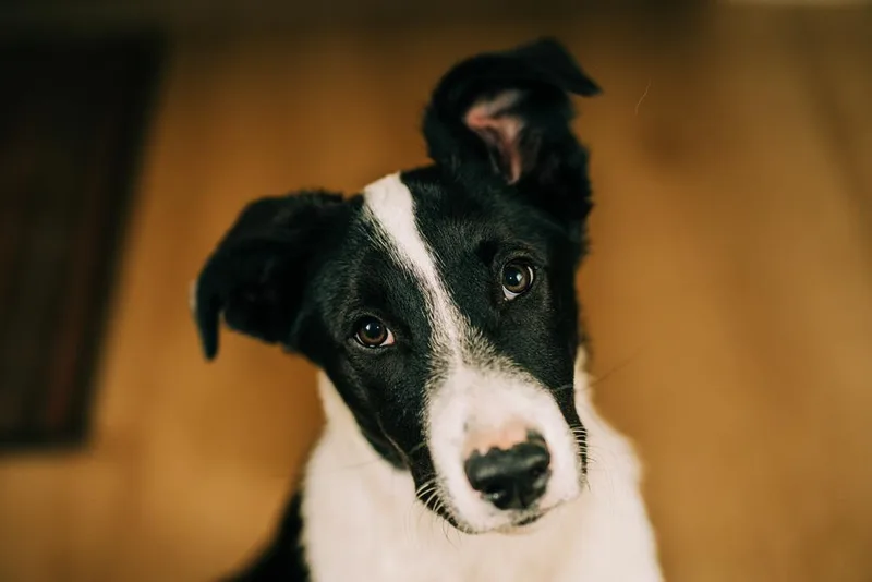 A baby medium-sized male Retriever dog named Oreo for adoption in Broomfield, CO