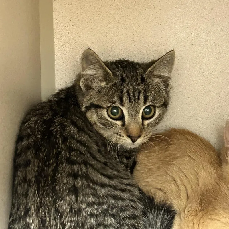 A baby small-sized female Domestic Short Hair cat named Geraldine for adoption in Durango, CO