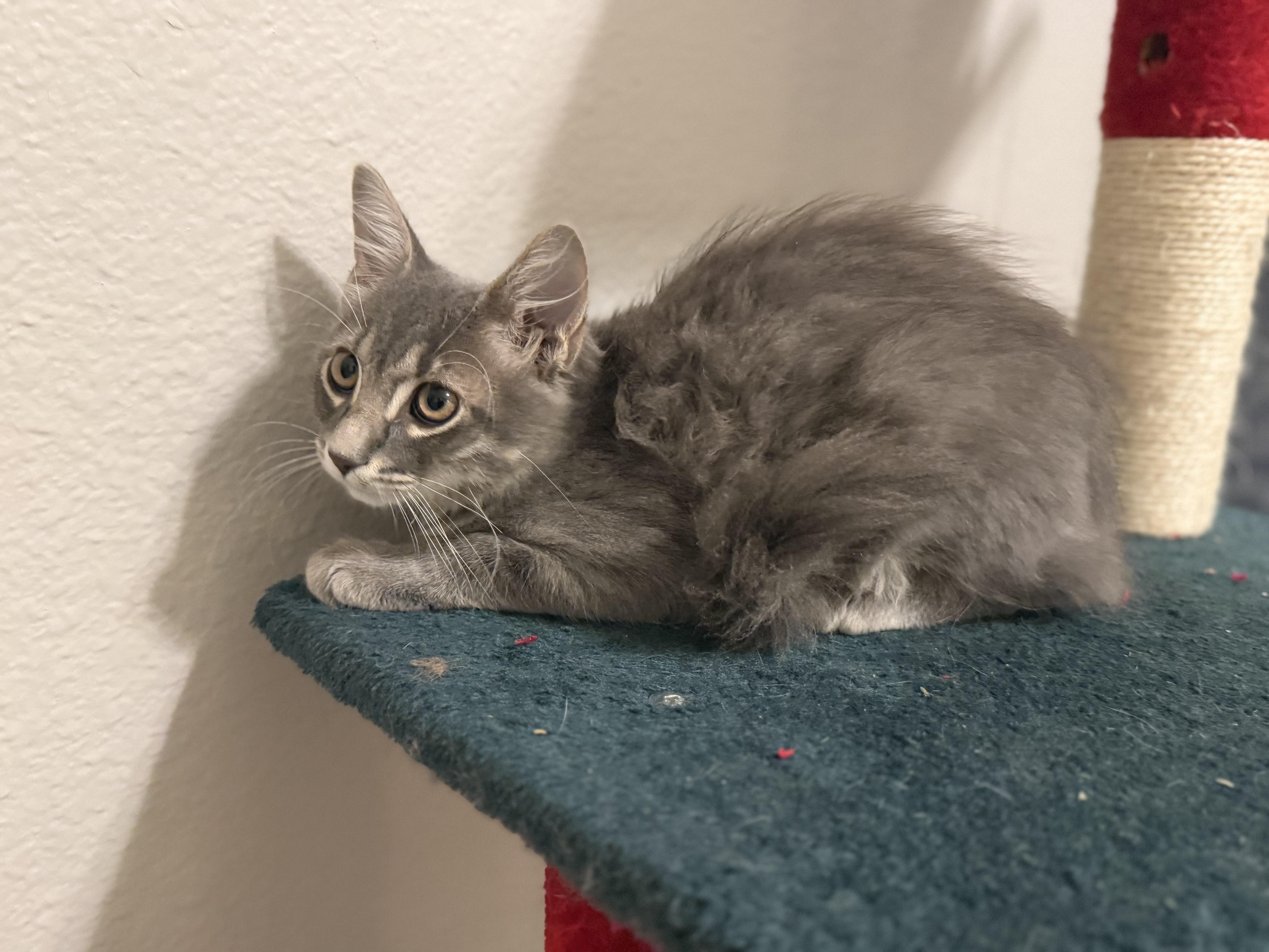 A young medium-sized male Gray / Blue / Silver Domestic Long Hair cat named Rigatoni for adoption in Intercession city , FL