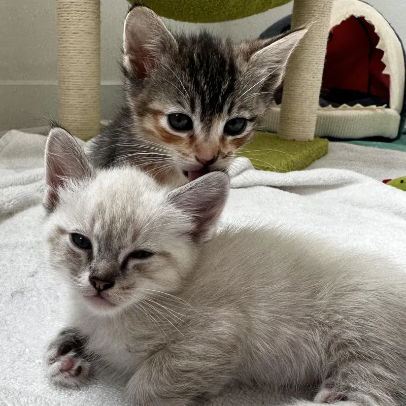 A baby medium-sized female Calico Domestic Short Hair cat named Pumpkin for adoption in Santa Ana, CA