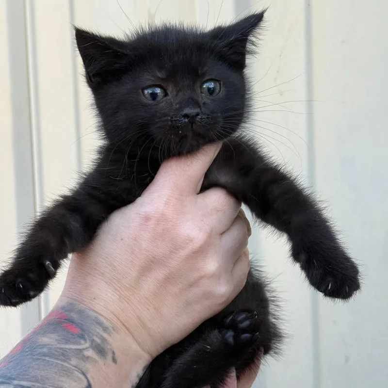 A baby small-sized male Gray / Blue / Silver Domestic Short Hair cat named Loyd for adoption in Lancaster, OH