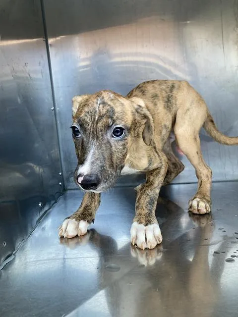 A baby large-sized male Mixed Breed dog named Tiger for adoption in Dallas, TX