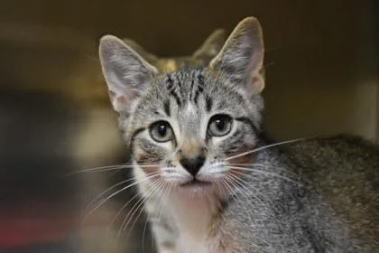 A young medium-sized male Domestic Short Hair cat named Maxwell for adoption in Kansas City, MO