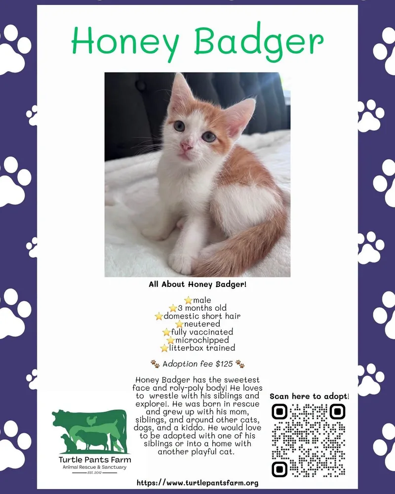 A baby medium-sized male Orange & White Domestic Short Hair cat named Honey Badger for adoption in Pittsboro, NC