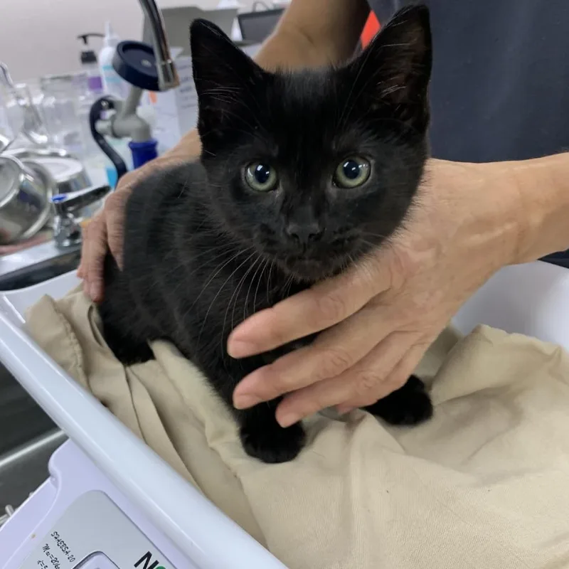 A baby small-sized female Black Domestic Short Hair cat named Venus for adoption in Morganton, NC