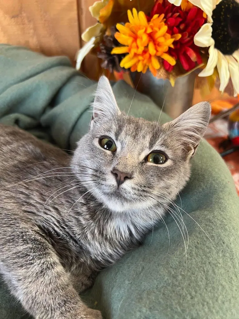 A young medium-sized female Domestic Short Hair cat named Dani for adoption in Sullivan, MO