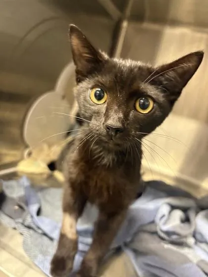 A baby small-sized male Domestic Short Hair cat named Carlos for adoption in West Chester, PA