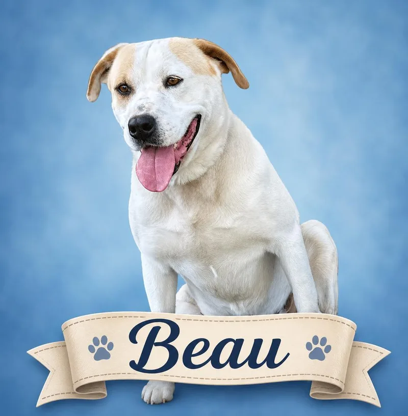 Beau  Loving Loyal