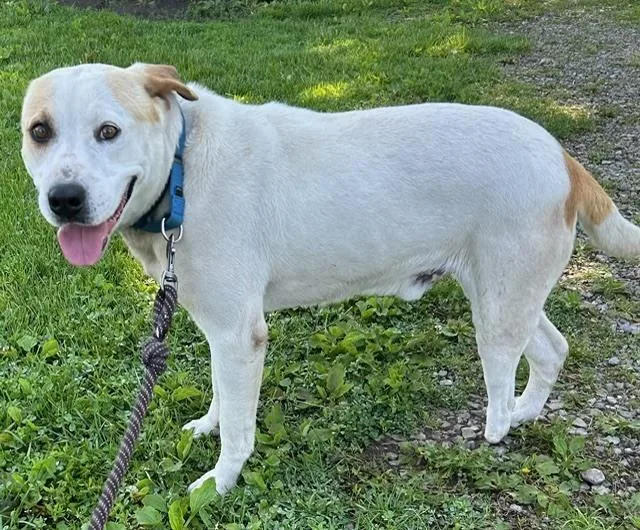 Beau  Loving Loyal thumbnail 2
