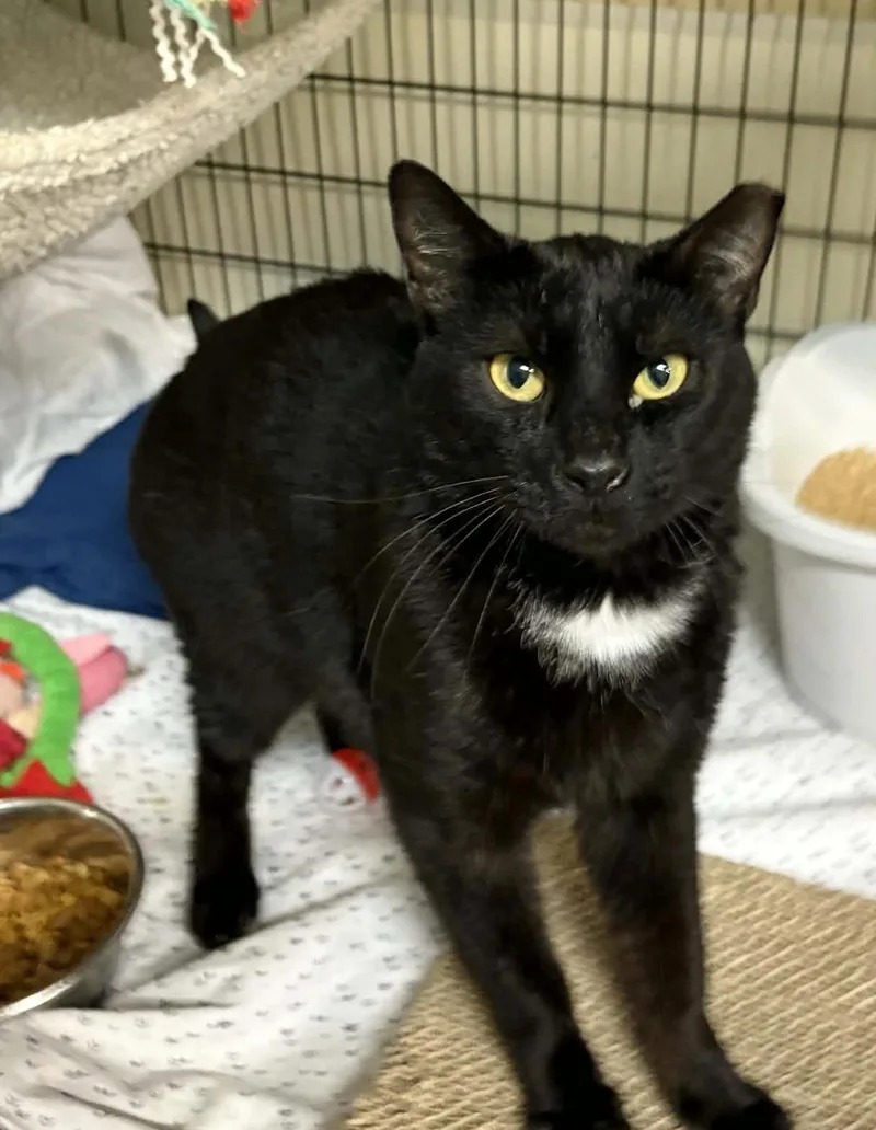 An adult large-sized male Domestic Short Hair cat named Biggie for adoption in Ocean City, NJ