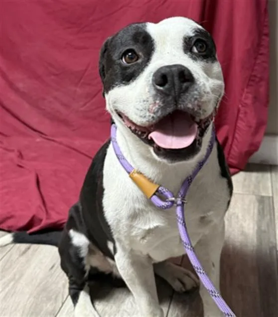 An adult large-sized male Pit Bull Terrier dog named Francis for adoption in Redlands, CA