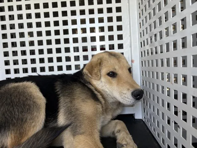 A baby small-sized female Shar-Pei dog named A for adoption in Riverside, CA