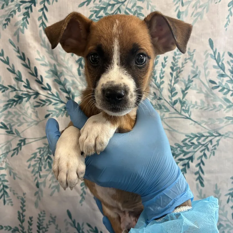 A baby small-sized male Brown / Chocolate Husky dog named Aang for adoption in San Antonio, TX