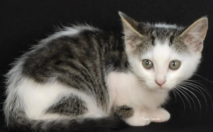 A baby medium-sized female Tabby (Tiger Striped) Domestic Short Hair cat named Cherry Bomb for adoption in Newland, NC