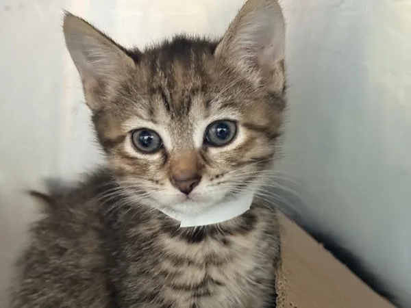 A baby small-sized female Domestic Short Hair cat named Sour Patch Kid for adoption in New York, NY