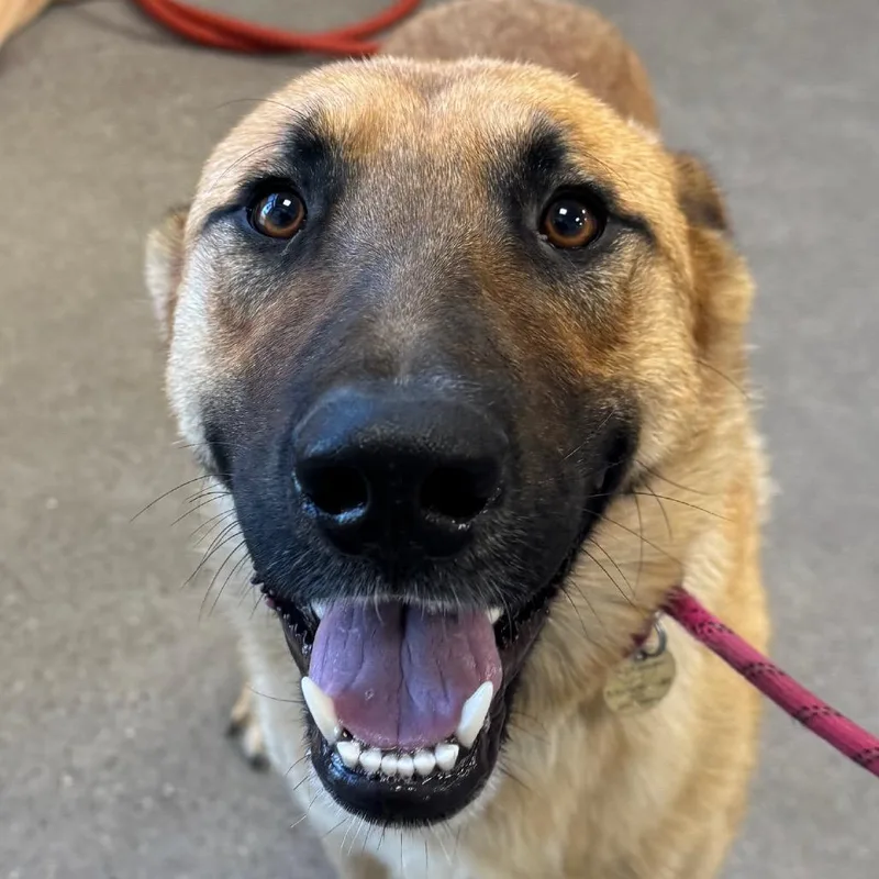 An adult medium-sized male Yellow / Tan / Blond / Fawn Mixed Breed dog named Meliodas for adoption in Las Cruces, NM