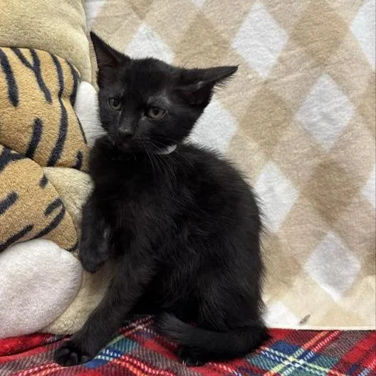 A baby small-sized male Black Domestic Short Hair cat named Zelly for adoption in Long Beach, CA