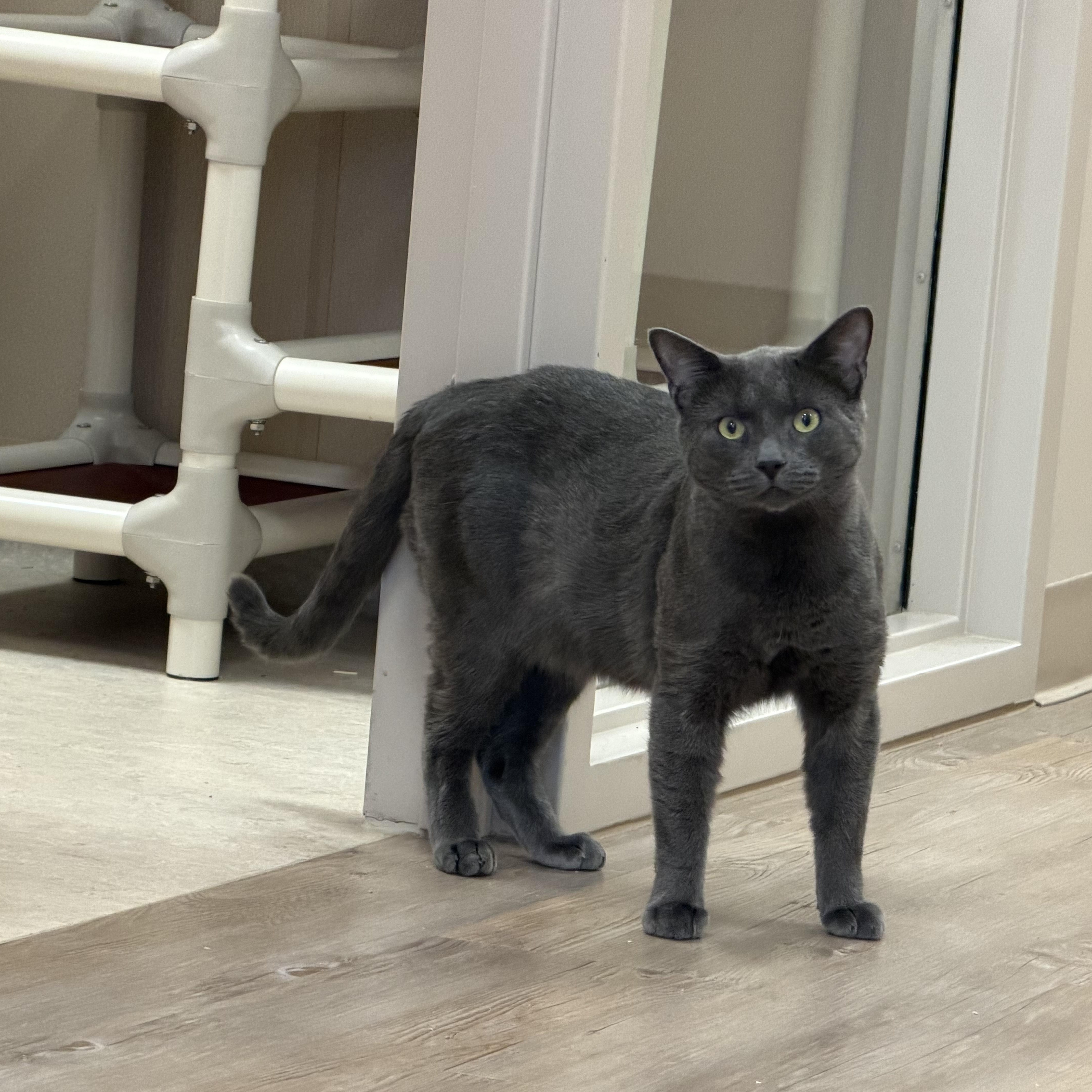 A young large-sized male Domestic Short Hair cat named Rhodey for adoption in North Providence, RI