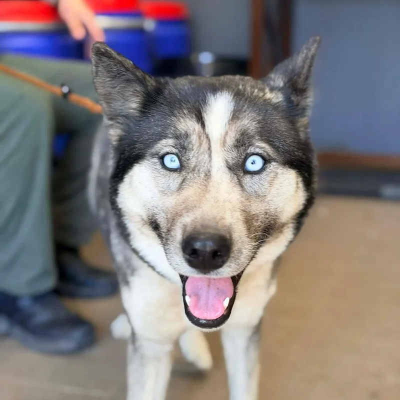 An adult medium-sized female Black Mixed Breed dog named Blossom for adoption in Huntington, WV