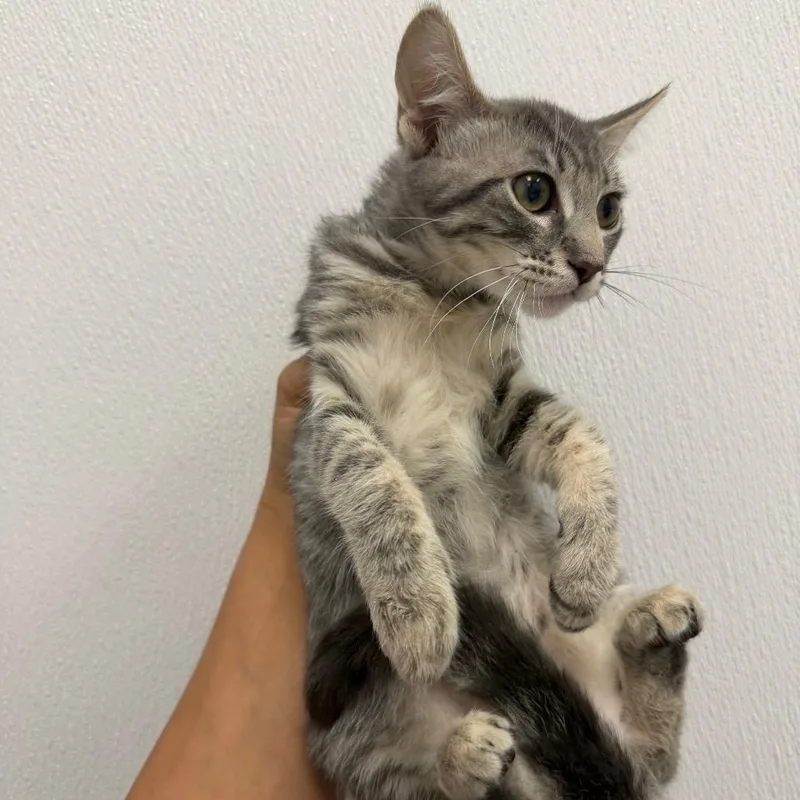 Mercury