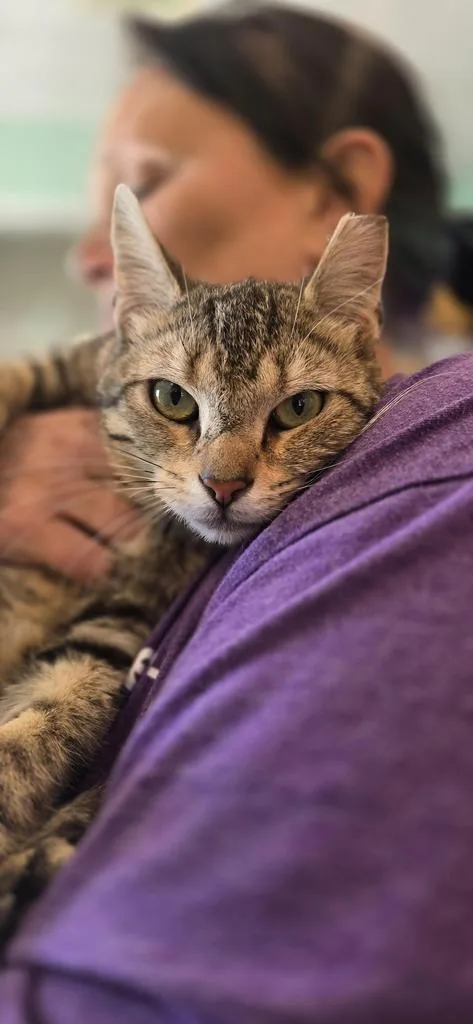 A young medium-sized male Domestic Short Hair cat named Farmer Ted for adoption in Athens, OH
