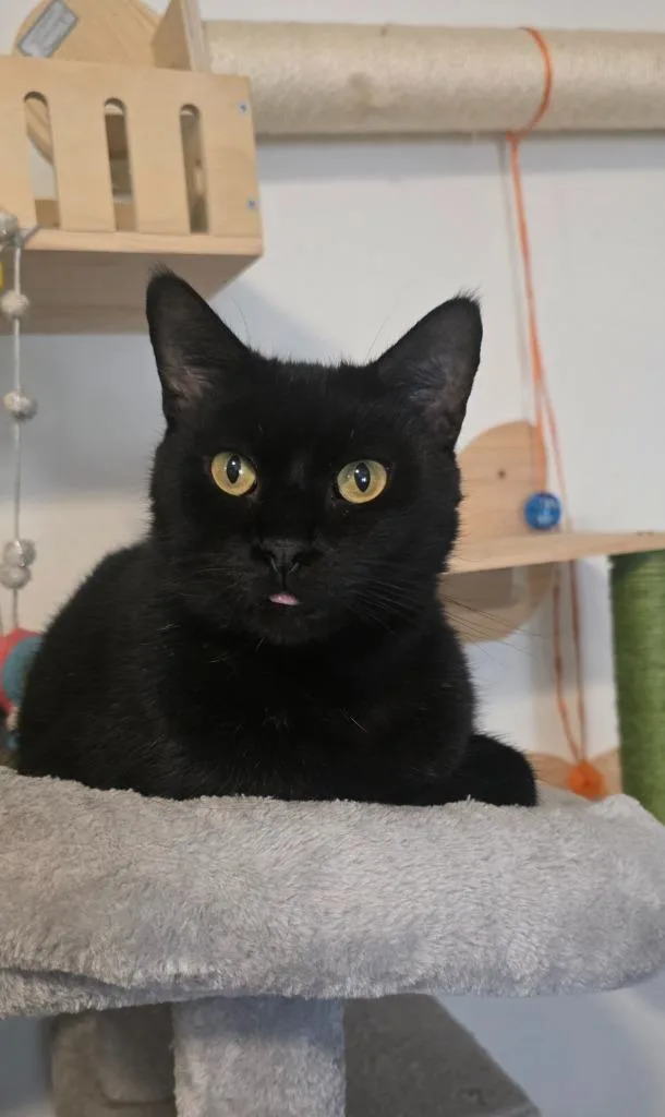 A young medium-sized male Domestic Short Hair cat named Blacky for adoption in Miami, OK