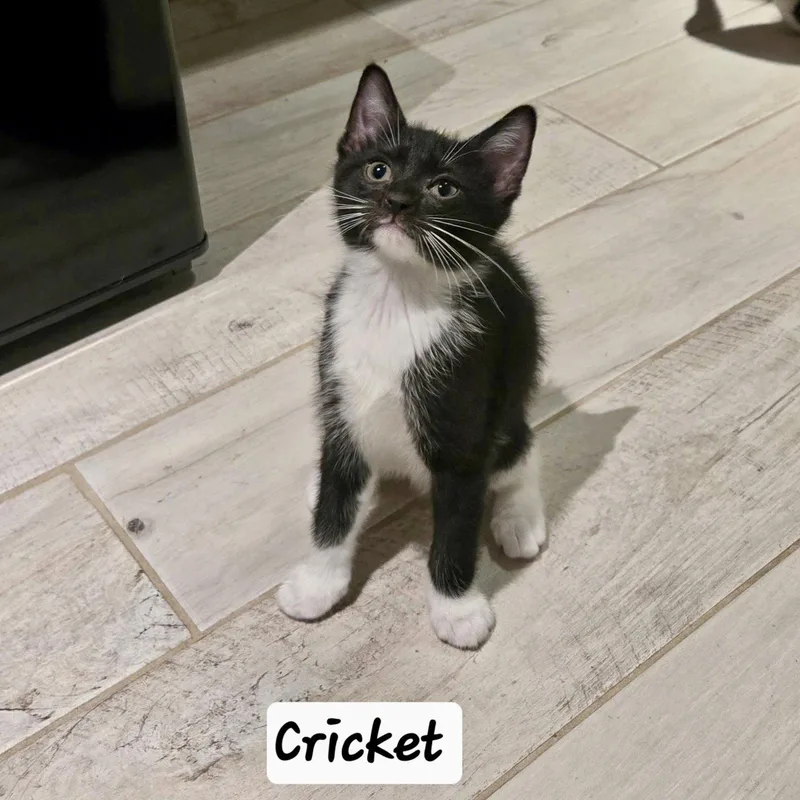 Cricket thumbnail 2
