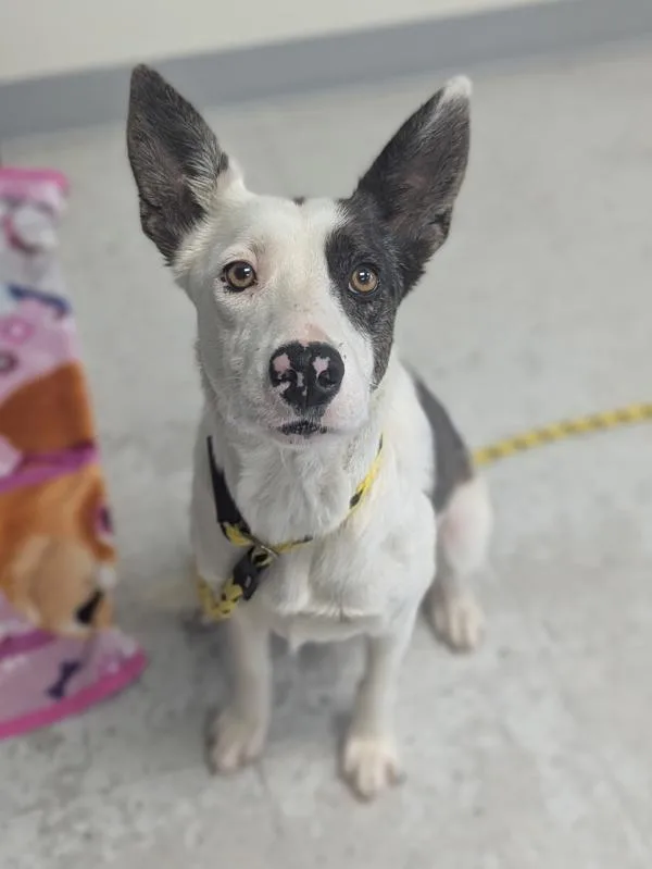 A young medium-sized female Border Collie dog named dottie Mcboop for adoption in Salt Lake City, UT