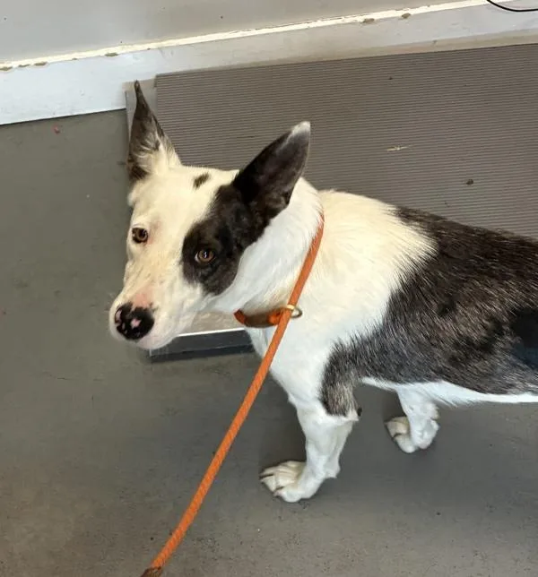 dottie Mcboop thumbnail 2