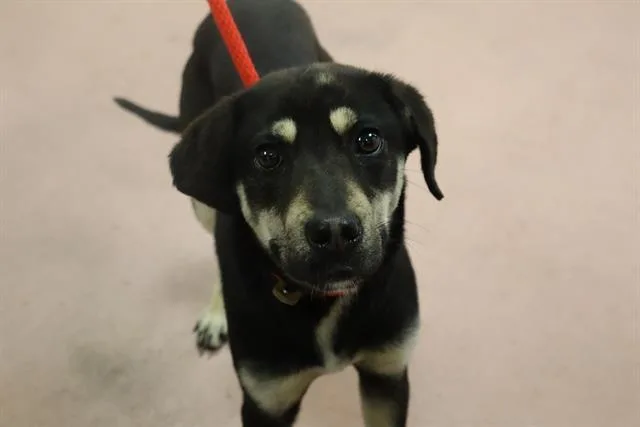 A young small-sized female Mixed Breed dog named Dahlia for adoption in Columbia, SC