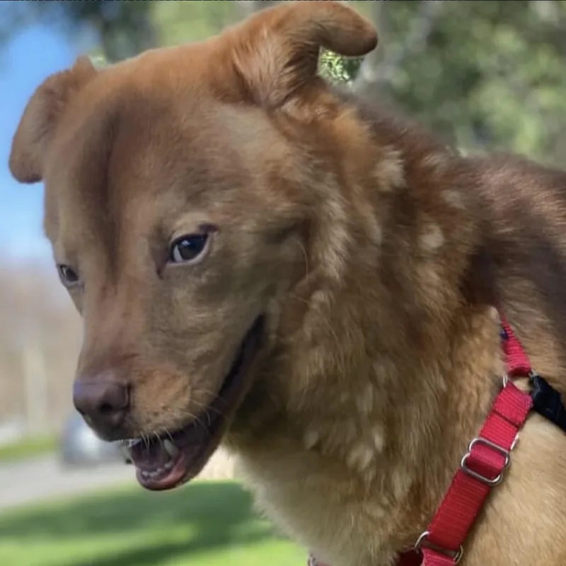 A young medium-sized male Golden Chow Chow dog named Joey for adoption in Westlake Village, CA