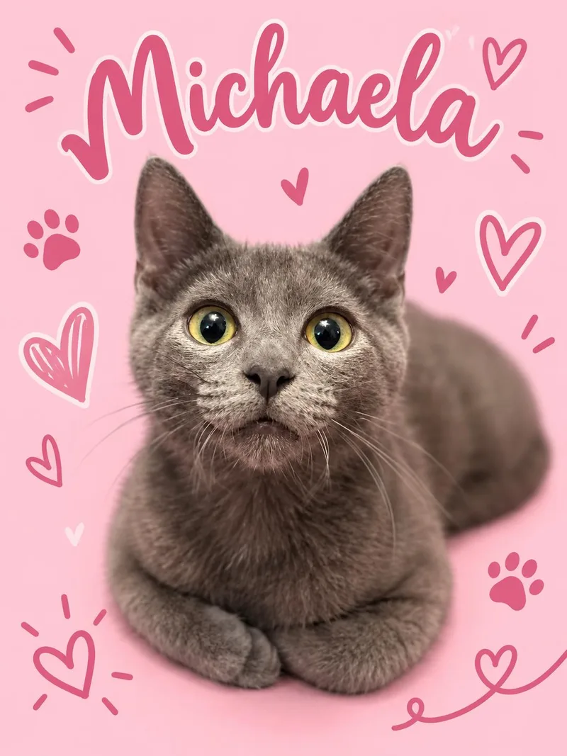 A baby medium-sized female Gray / Blue / Silver Domestic Short Hair cat named MichaelaC for adoption in Greenville, DE