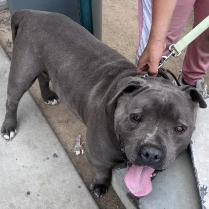 A senior large-sized male American Bulldog dog named Chato for adoption in Los Angeles, CA