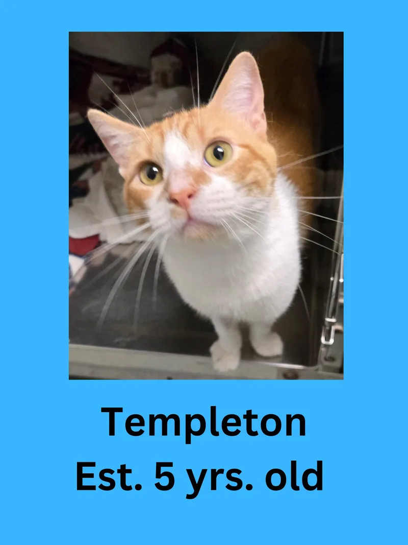 An adult medium-sized male Orange & White Domestic Short Hair cat named Templeton for adoption in Ravenna, OH