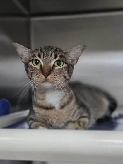 An adult medium-sized female Domestic Short Hair cat named Miso for adoption in San Antonio, TX