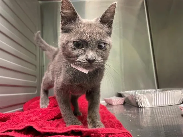 A baby small-sized female Domestic Short Hair cat named Selden for adoption in Tustin, CA