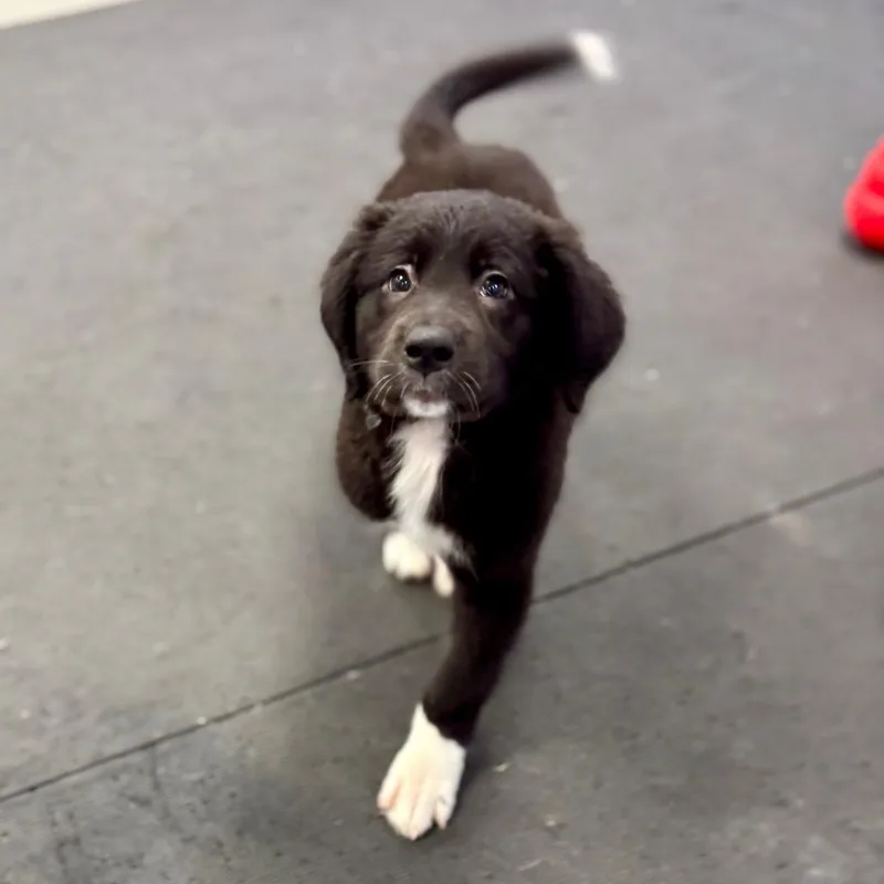 A baby small-sized female Black Mixed Breed dog named Razz for adoption in Westhampton, NY