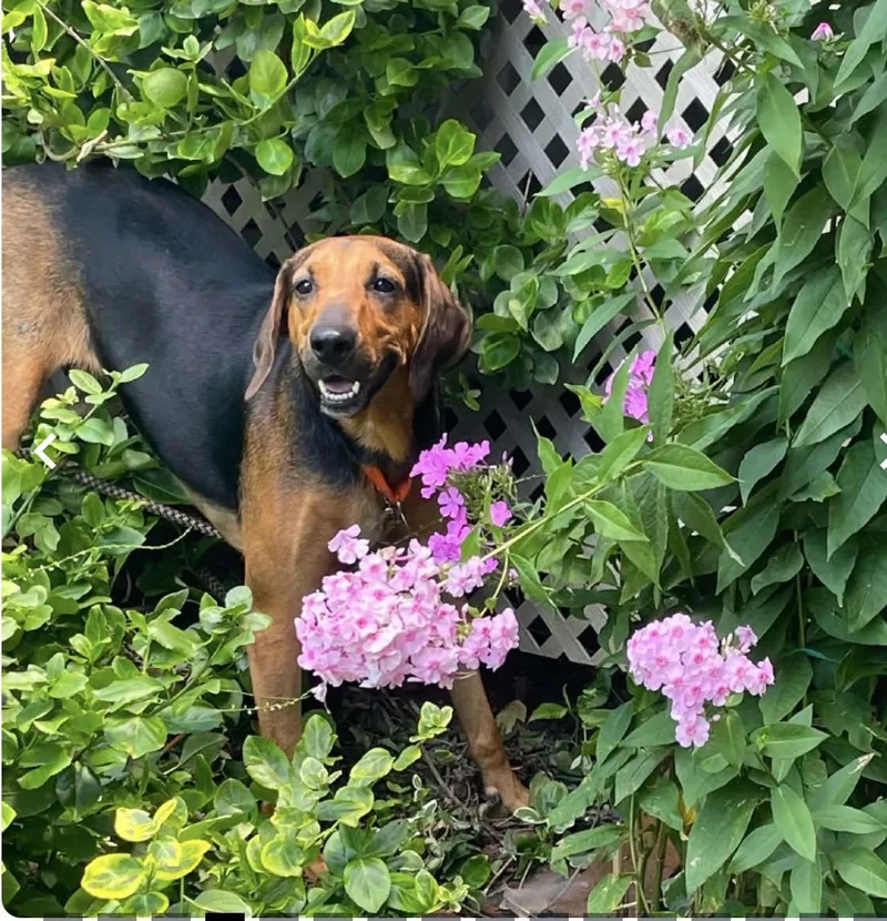 Pippa