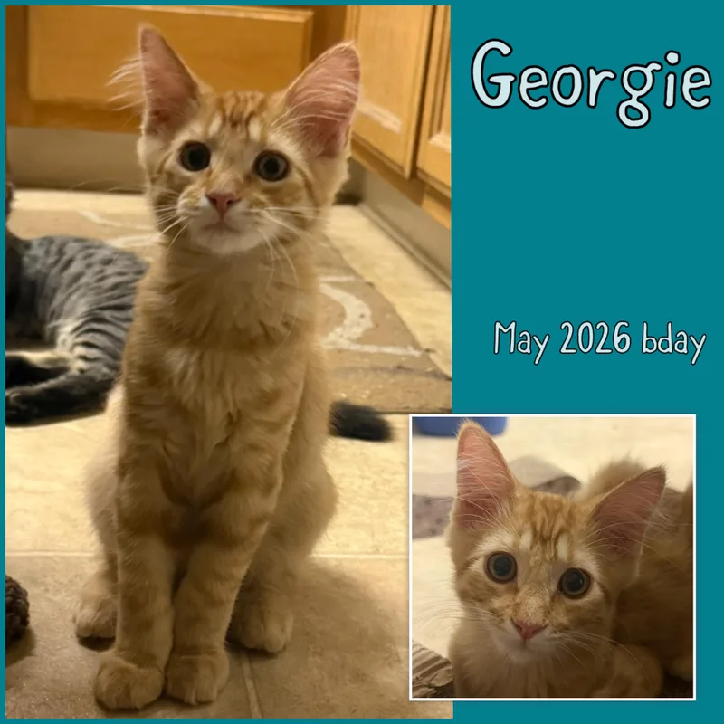 A baby medium-sized male Tabby (Orange / Red) Domestic Long Hair cat named Georgie for adoption in Vacaville, CA
