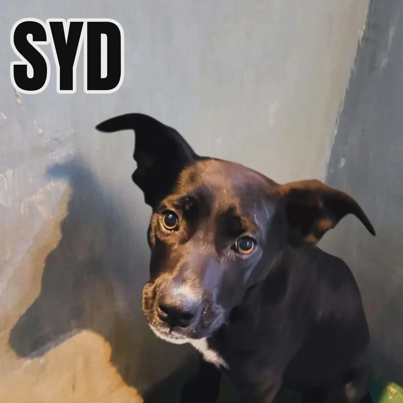 A baby medium-sized female Black Labrador Retriever dog named Syd for adoption in Westwood, NJ