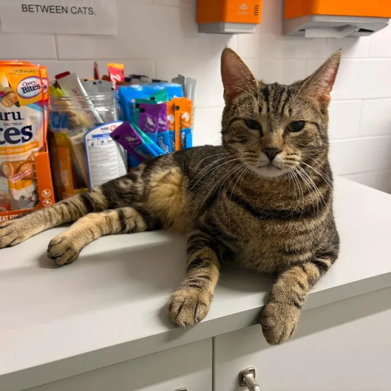 A young small-sized male Brown / Chocolate Domestic Short Hair cat named Bobby for adoption in Philadelphia, PA